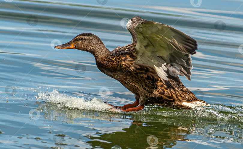 Скачать Утка с расправленными крыльями на воде. фотосток Ozero