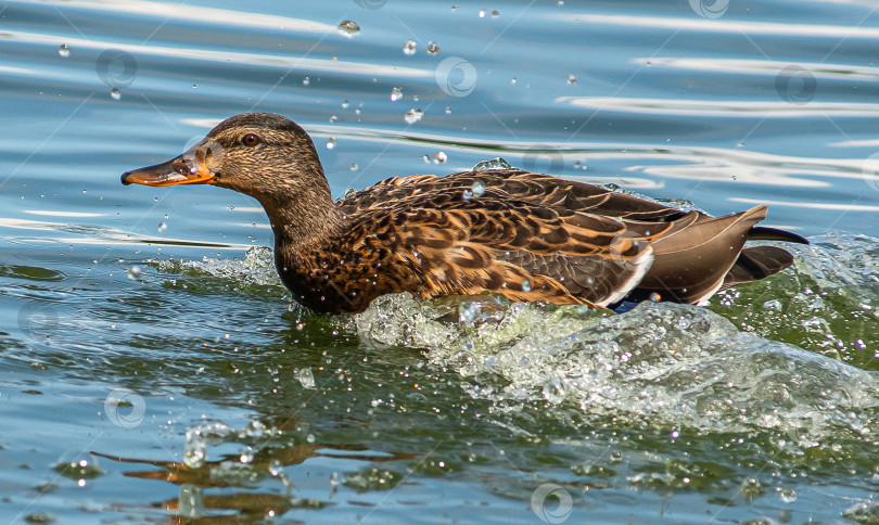 Скачать Утка плывёт по воде, создавая брызги. фотосток Ozero