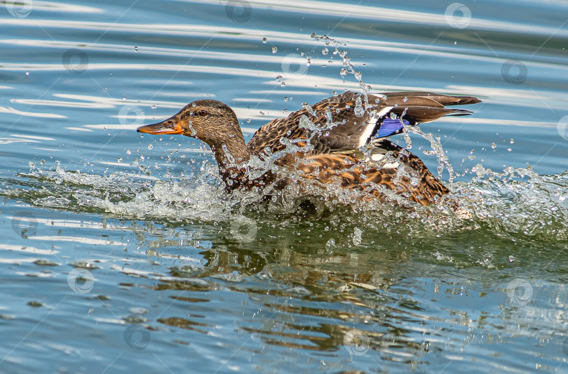 Скачать Утка плывёт по воде, создавая брызги. фотосток Ozero