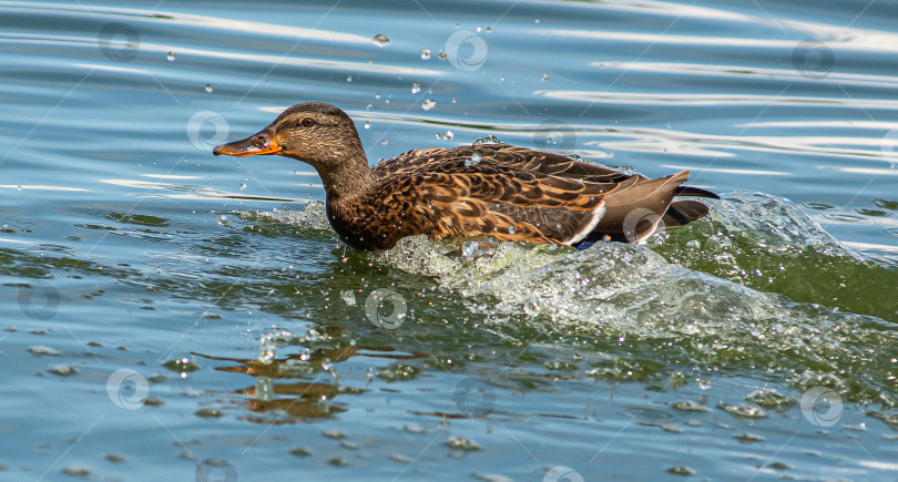 Скачать Утка плывёт по воде, создавая брызги. фотосток Ozero