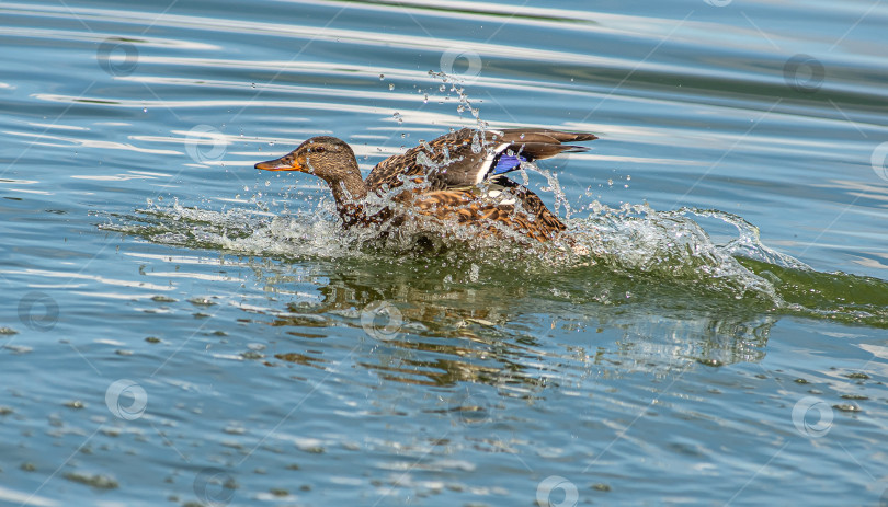 Скачать Утка плывёт по воде, создавая брызги. фотосток Ozero