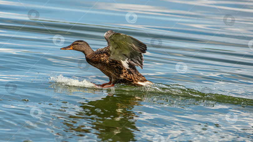 Скачать Утка с расправленными крыльями на воде. фотосток Ozero