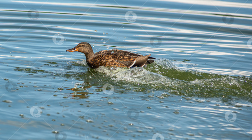 Скачать Утка плывёт по воде, создавая брызги. фотосток Ozero