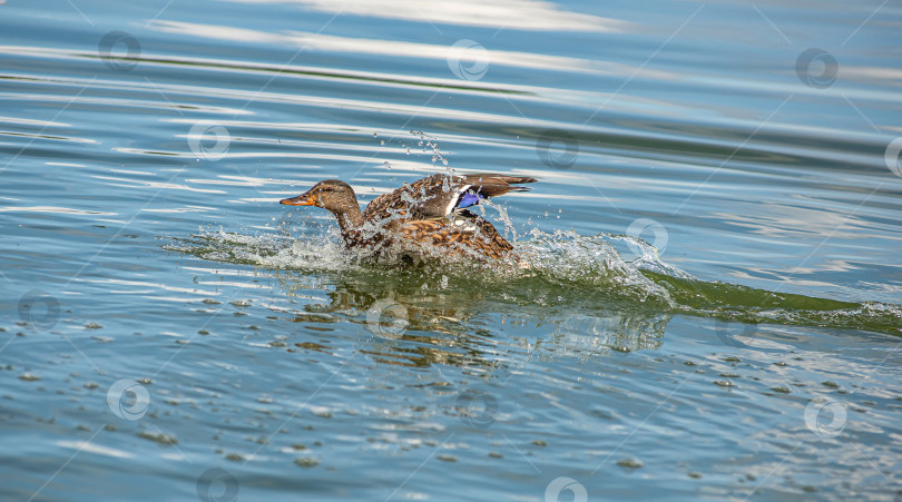 Скачать Утка плывёт по воде, создавая брызги. фотосток Ozero