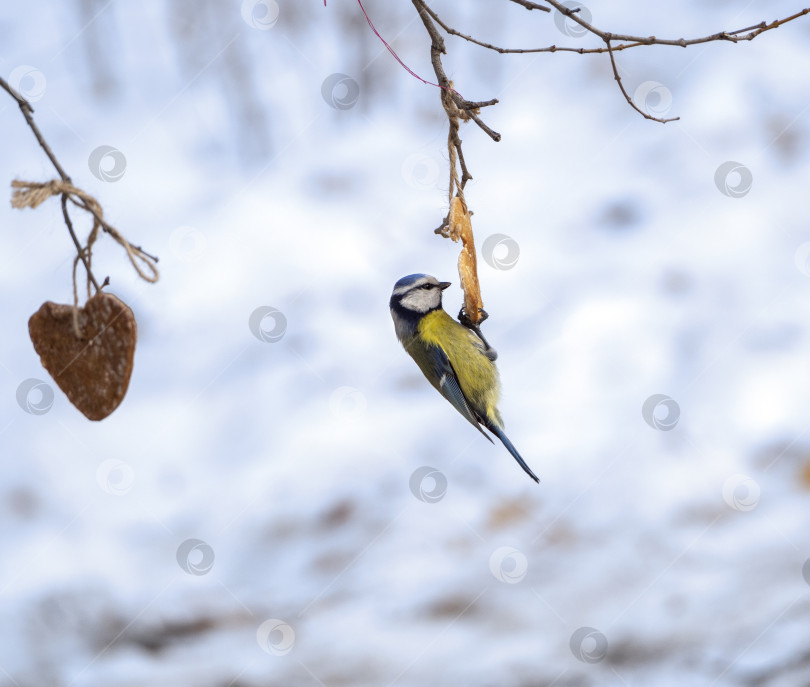 Скачать Синица цепляется когтями за кусок бекона, висящий на ветке, и съедает его. На фоне зимы синица кормится. фотосток Ozero