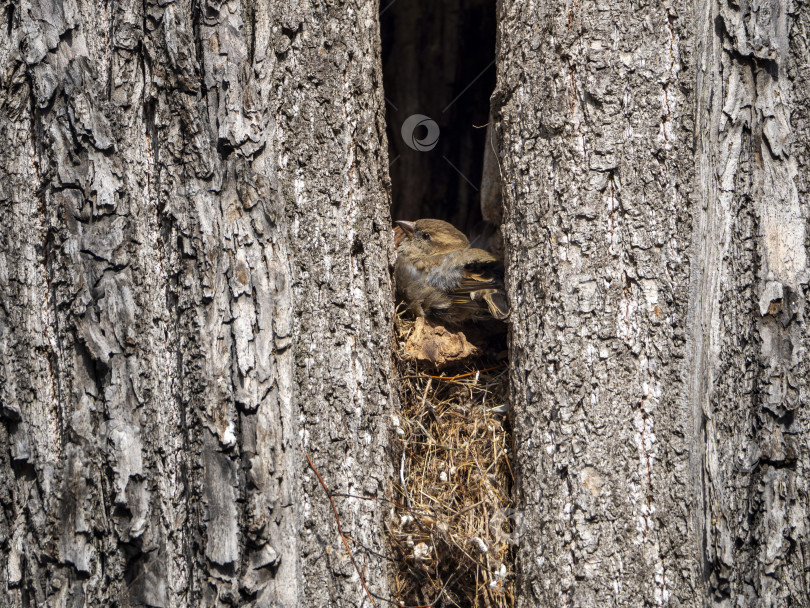 Скачать Самка воробья сидит на гнезде. Гнездо расположено в щелевидной полости в стволе толстого дерева. фотосток Ozero
