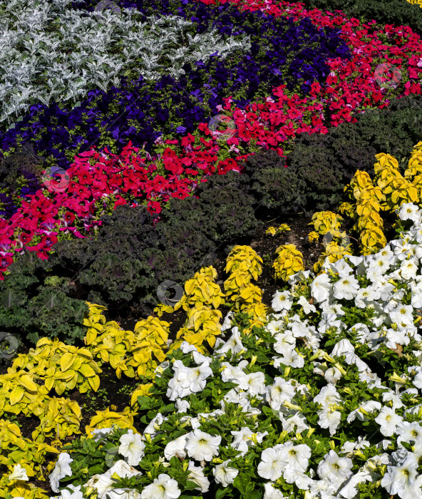 Скачать Белые, красные, синие петунии, лимонный колеус, капуста кале и цинерария морская серебристая высажены волнистыми рядами и создают красивый красочный узор. Ландшафтный дизайн. фотосток Ozero