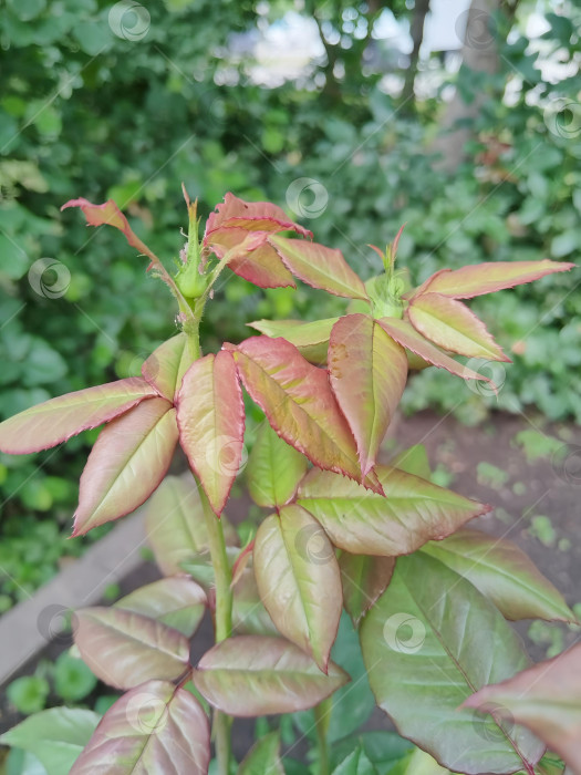 Скачать Молодая ветка розы. фотосток Ozero