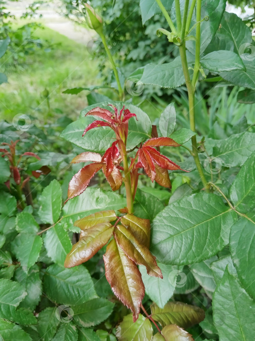 Скачать Ветка розы с молодыми побегами. фотосток Ozero