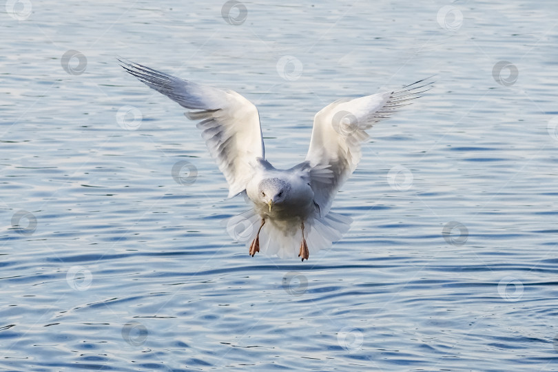 Скачать Чайка сидит на воде. фотосток Ozero