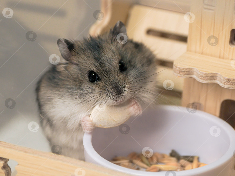 Скачать Портрет хомячка, деликатно держащего в лапках тыквенное семечко фотосток Ozero