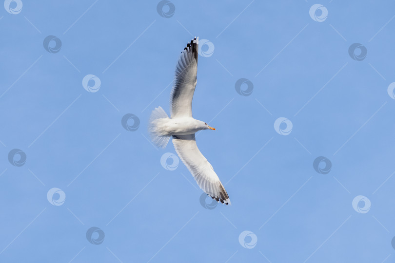 Скачать Серебристая чайка в полете на фоне ясного голубого неба. фотосток Ozero