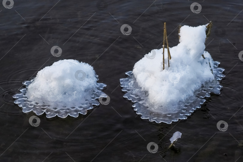 Скачать Два снежка плавают на поверхности воды фотосток Ozero