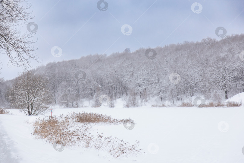 Скачать Зимний пейзаж с заснеженными соснами и ясным голубым небом. Мирная, нетронутая снежная природа фотосток Ozero