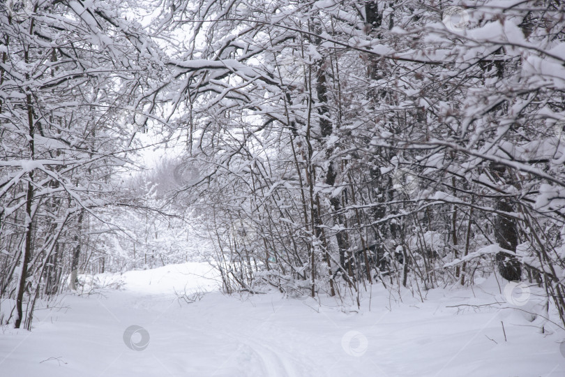 Скачать Прекрасная природная среда дикого белого северного направления с дорогой для путешествий, живописной картиной зимнего леса с инеем и снегом на еловых ветвях. фотосток Ozero