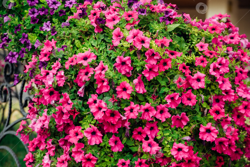 Скачать Петуния цветет на городской клумбе. Розовый цветок с зелеными листьями растет пышным кустом. фотосток Ozero