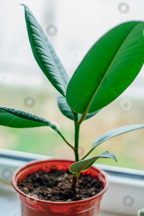 Скачать Красивый блестящий фикус эластика робуста в горшке. Модные комнатные растения. фотосток Ozero