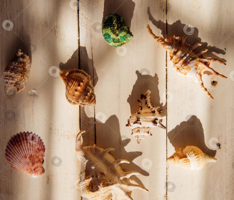 Скачать Композиция из ракушек в тени на фоне белого дерева в деревенском стиле, демонстрирующая прибрежные элементы и летнюю атмосферу. фотосток Ozero