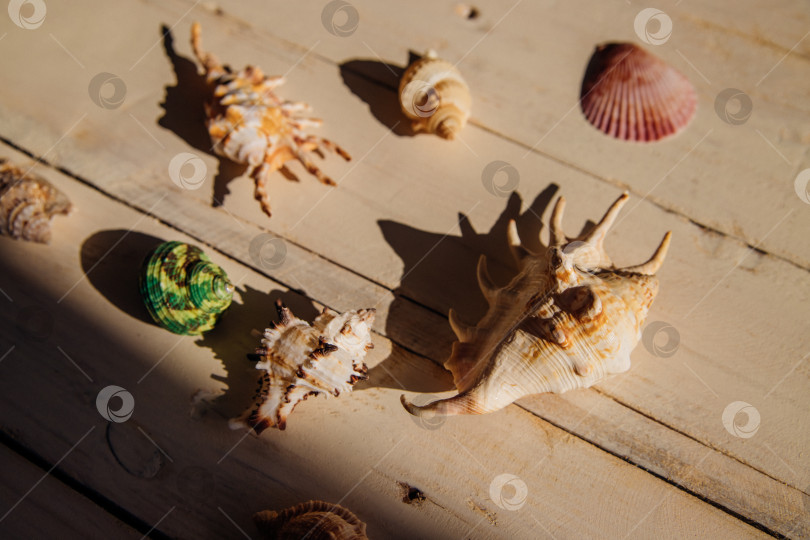 Скачать Композиция из ракушек в тени на фоне белого дерева в деревенском стиле, демонстрирующая прибрежные элементы и летнюю атмосферу. фотосток Ozero