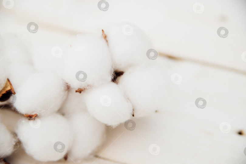 Скачать Ветка с белыми хлопковыми цветами на белом деревянном фоне.День матери и День Святого Валентина. Место для текста. Свадьба. Нежность и чистота. фотосток Ozero