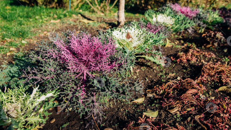 Скачать Brassica oleracea или ацефала. Цветущее декоративное растение фиолетово-розовой капусты крупным планом. Естественный яркий фон.Украшение сада или огорода. Клумба в городском парке. фотосток Ozero