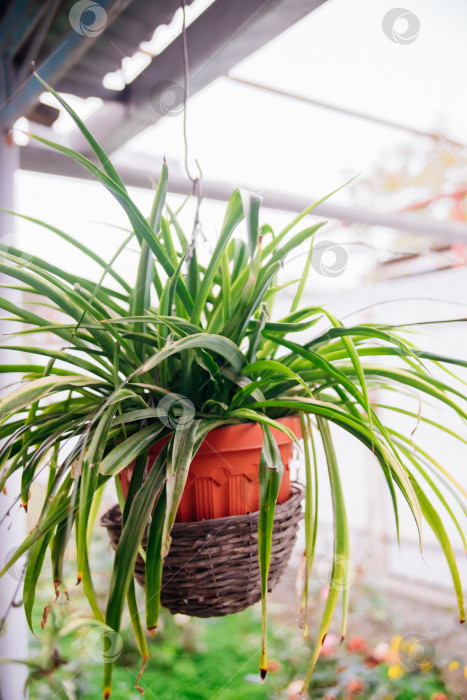 Скачать Во дворе дома стоит цветочный горшок с растением. Из горшка свисают белые цветы. фотосток Ozero