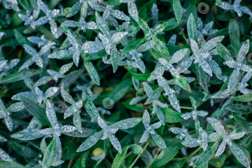 Скачать Красивый фон из сочных зеленых листьев, покрытых инеем. Натуральная текстура. Абстрактный фон. Осенняя картинка. фотосток Ozero