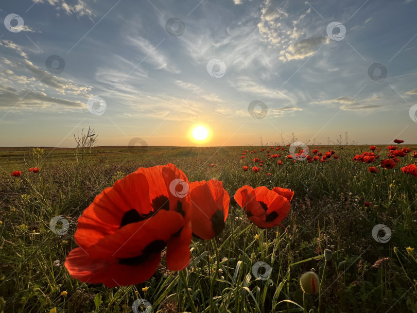 Скачать Маки цветут фотосток Ozero