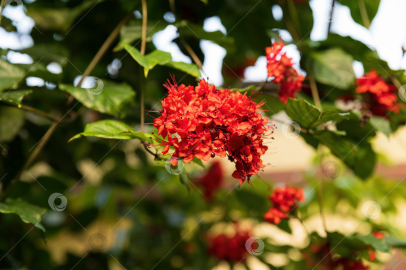 Скачать Гроздь красноцветущего клеродендрума великолепного на размытом зеленом фоне тропический декоративный кустарник с яркими лепестками ботанический сад крупным планом фотосток Ozero