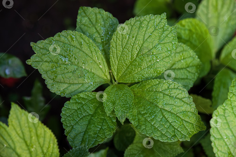 Скачать Крупный план листьев бемерии двудомной с насыщенным зеленым цветом и видимыми прожилками. Естественная листва, используемая в качестве ботанического фона. фотосток Ozero
