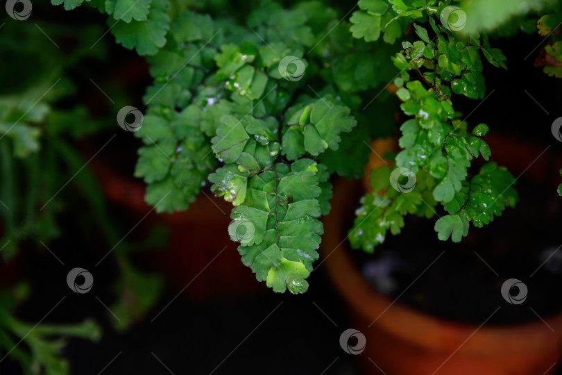 Скачать Папоротник Adiantum raddianum с изящными зелеными веерообразными листьями и нежными веточками, растущий в горшке, декоративное комнатное растение крупным планом. фотосток Ozero