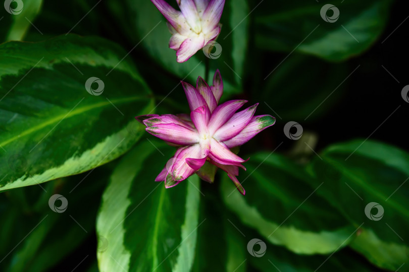 Скачать Цветущая калатея розовопикта Миа с розово белыми прицветниками и пестрыми зелеными листьями в тропическом саду крупным планом натуральное декоративно-лиственное растение фотосток Ozero