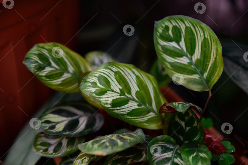 Скачать Крупный план листьев калатеи декоративной с элегантными светлыми полосками на глянцевой зеленой поверхности. Листва тропического комнатного растения украшена декоративным рисунком. фотосток Ozero