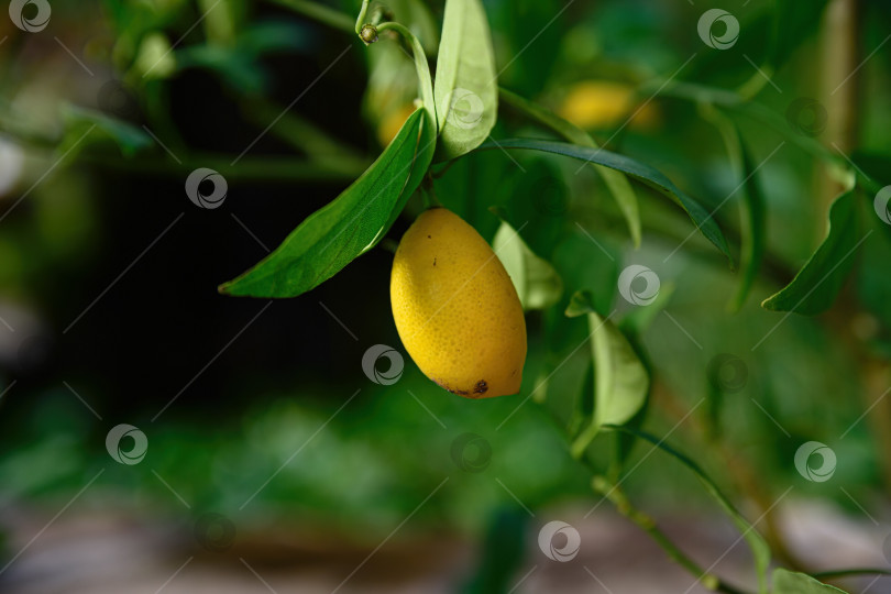 Скачать Одинокий спелый желтый лаймкват Таварес, свисающий с ветки с зелеными листьями. Цитрусовый фрукт флоридана, растущий в естественных условиях на мягком фоне фотосток Ozero