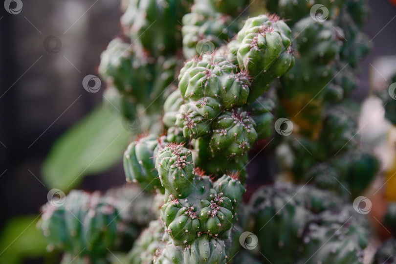 Скачать Детальный обзор уродливых ветвей Cereus repandus с узловатой неправильной структурой. Декоративная текстура кактуса подчеркивает аномальный рост суккулентов. фотосток Ozero