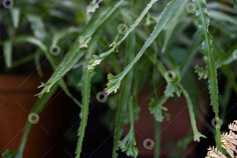 Скачать Крупный план Microsorum punctatum ramo cristatum с узкими зубчатыми листьями папоротника и свежим зеленым цветом. Деталь тропической листвы для ботанического и природного использования. фотосток Ozero