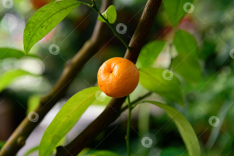 Скачать Одиночный спелый плод клементина, растущий на цитрусовой ветке. Естественная обстановка на открытом воздухе, подчеркивающая здоровый рост и свежий урожай. фотосток Ozero