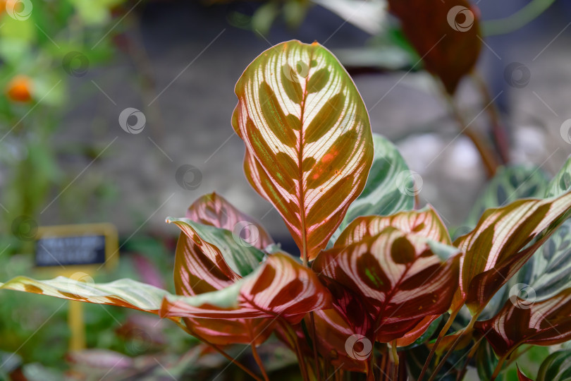 Скачать Крупный план листьев калатеи макояны с детализированным симметричным рисунком и мягкими зелеными тонами на фоне текстуры тропической листвы фотосток Ozero