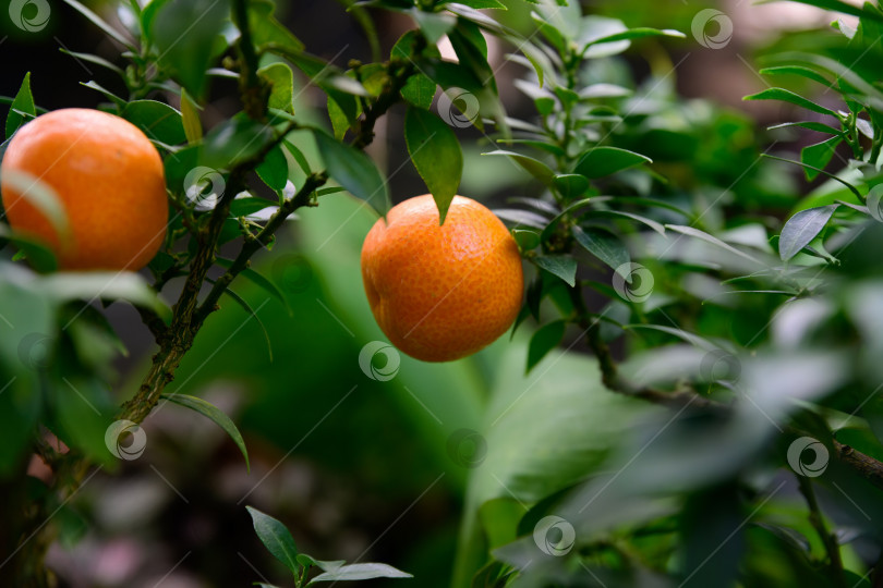 Скачать Плоды цитрусовых чинотто, созревающие на ветке с глянцевыми зелеными листьями при естественном освещении. Вечнозеленое декоративное растение оранжевого цвета, выращиваемое в садовых условиях фотосток Ozero