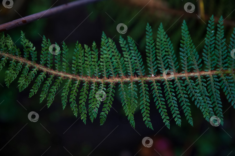 Скачать Крупный план листа папоротника Polystichum setiferum с плотными зелеными листочками и нежной структурой. Естественный ботанический фон с богатой текстурой. фотосток Ozero