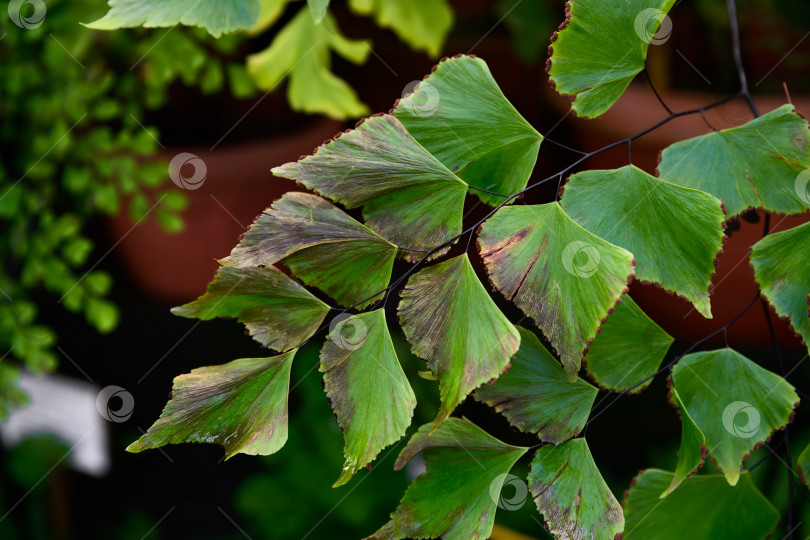 Скачать Крупный план листьев папоротника Adiantum trapeziforme с веерообразными зелеными листьями и нежной текстурой, растущего как декоративное тропическое комнатное растение. фотосток Ozero