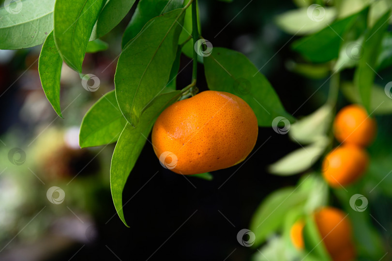Скачать Спелый клементин, одиноко висящий на покрытой листвой ветке в лучах солнечного света. Свежий цитрусовый гибрид, демонстрирующий естественный рост в условиях сада. фотосток Ozero