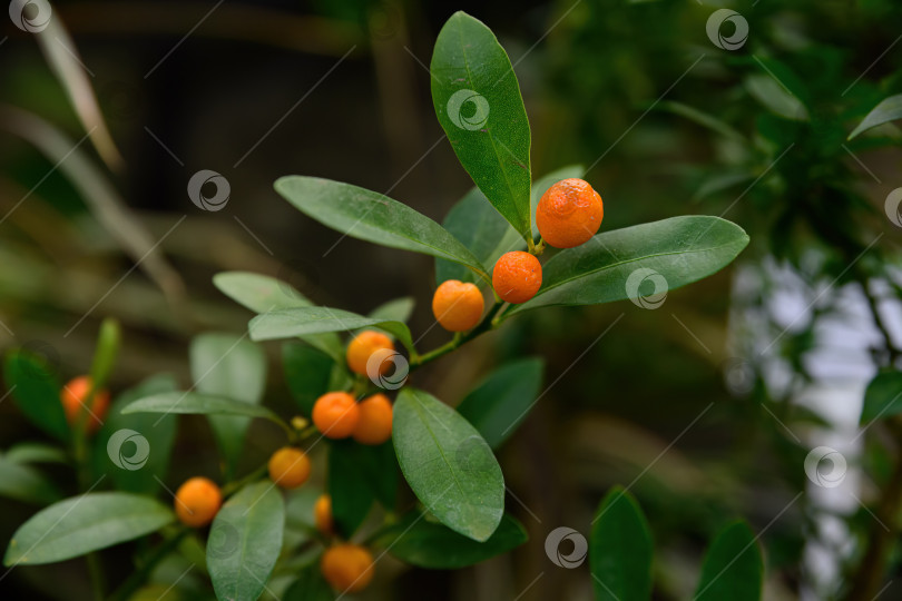 Скачать Крупный план ветки Citrus japonica Hongkong со спелыми оранжевыми плодами и зелеными листьями, декоративный кумкват для ботанических и кулинарных концепций. фотосток Ozero