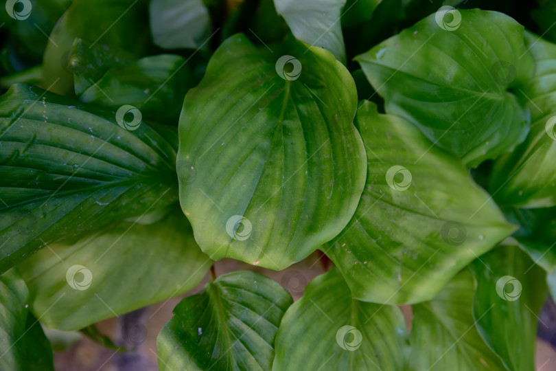 Скачать Крупный план глянцевых зеленых листьев тропического растения Distichochlamys citrina - имбиря с естественной текстурой и свежей листвой, растущего в тропическом лесу. фотосток Ozero