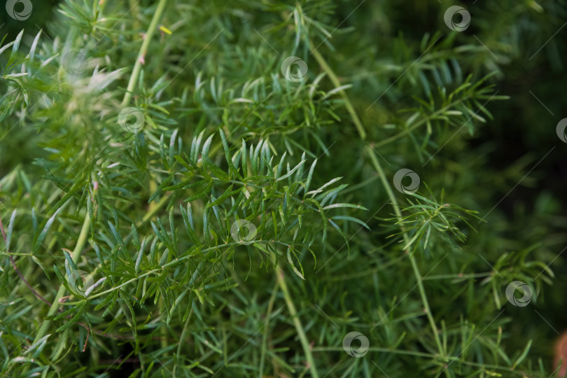Скачать Густая зеленая листва спаржи sprengeri, растущей на открытом воздухе. Декоративное вечнозеленое растение с мягкими игольчатыми листьями, создающими естественный текстурный фон. фотосток Ozero