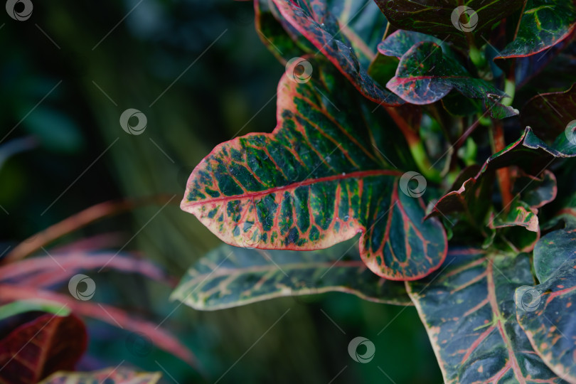 Скачать Крупный план красочных листьев кротона Codiaeum variegatum в зеленых красных и желтых тонах демонстрирующих богатую текстуру тропической листвы при естественном освещении фотосток Ozero