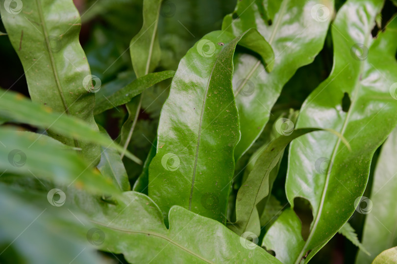 Скачать Крупный план листьев папоротника Microsorum punctatum ramo cristatum с глянцевой зеленой текстурой и естественным рисунком. Детали из тропической листвы на ботаническую и природную тематику. фотосток Ozero