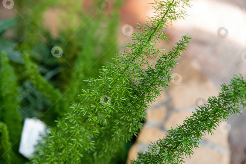 Скачать Спаржа денсифлорус Майерсии с густой ярко-зеленой игольчатой листвой, декоративными растениями в горшках, мягким естественным фоном и декоративной текстурой. фотосток Ozero