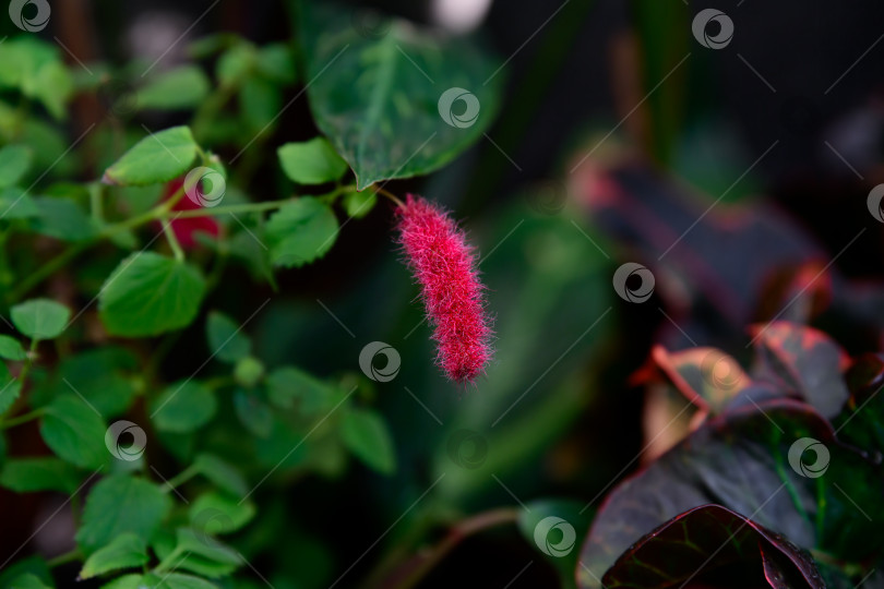 Скачать Крупный план цветка Acalypha pendula с ярко-красным пушистым соцветием, свисающим среди зеленых листьев. Тропическое декоративное растение с мягкой текстурой. фотосток Ozero