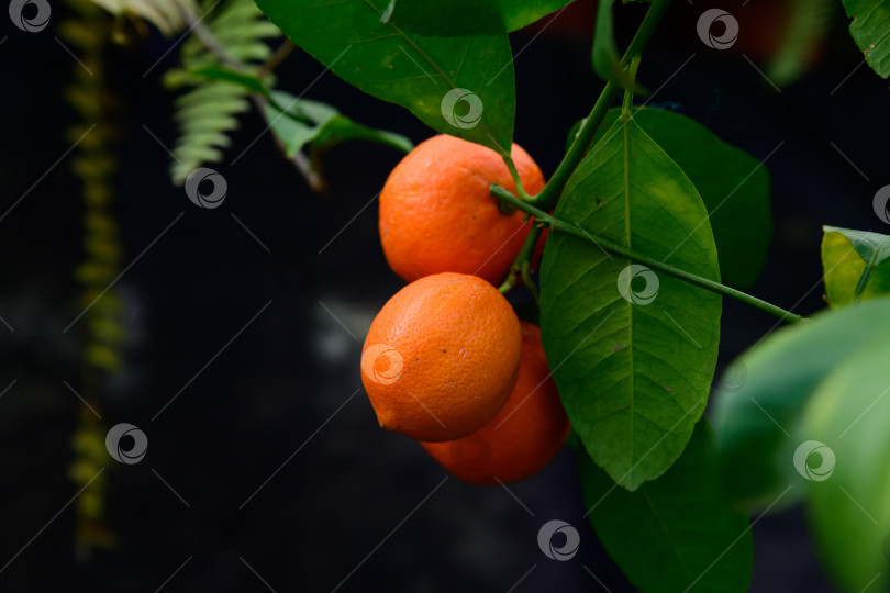 Скачать Павловское горькое апельсиновое дерево Citrus aurantium с множеством спелых плодов, свисающих с ветвей в окружении пышной зеленой листвы фотосток Ozero